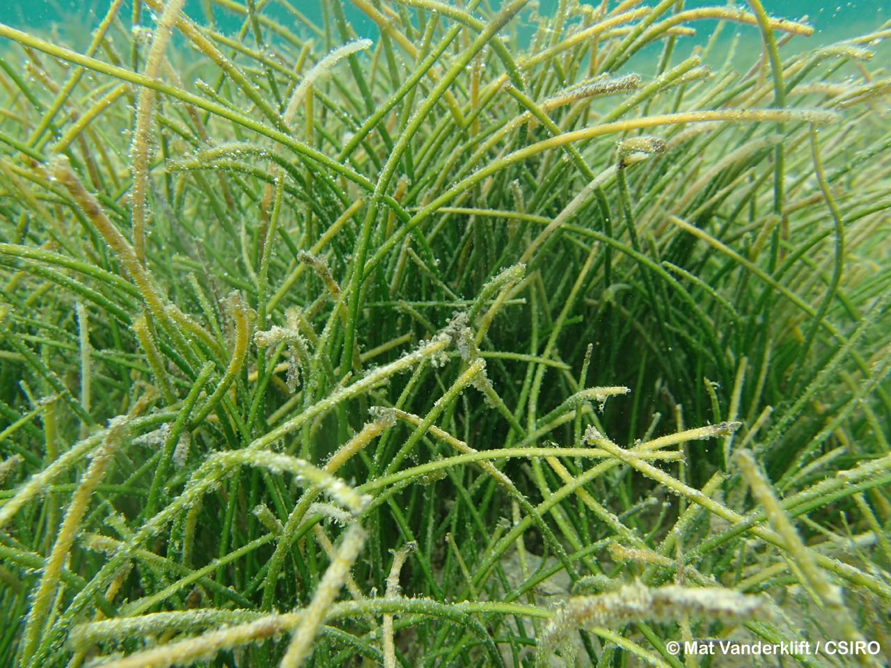 seagrasses-wiosn- - 7